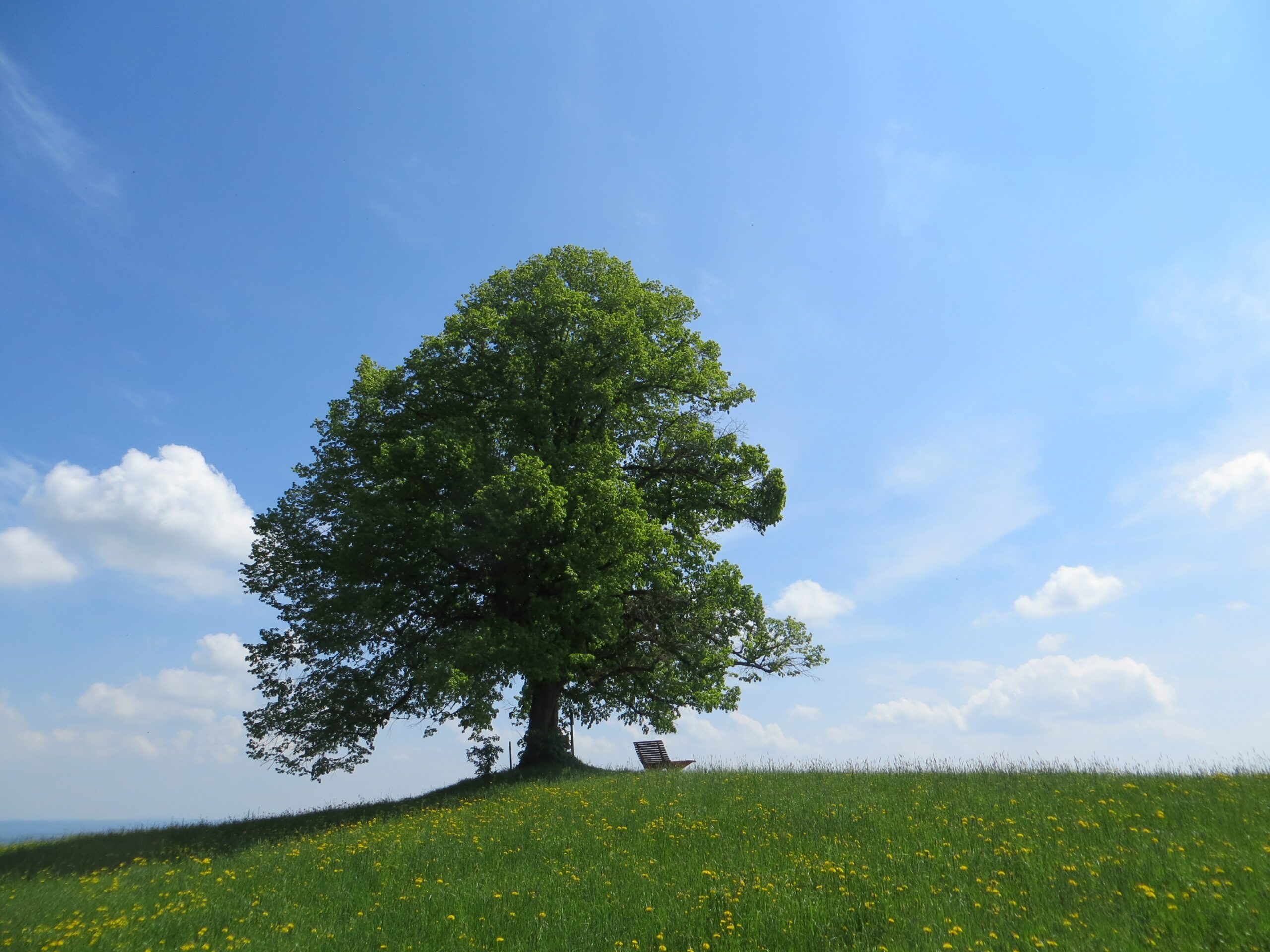 Lime tree at the Thurn