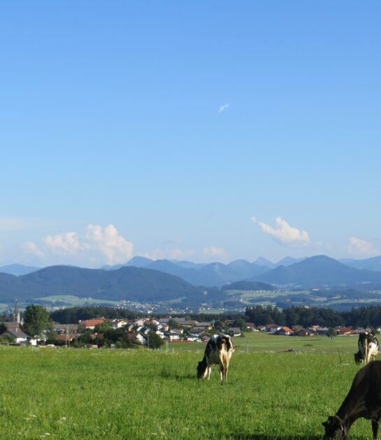 ©Salzburger Seenland_Kühe auf der Wiese
