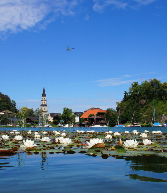 Water lilies at Mattsee