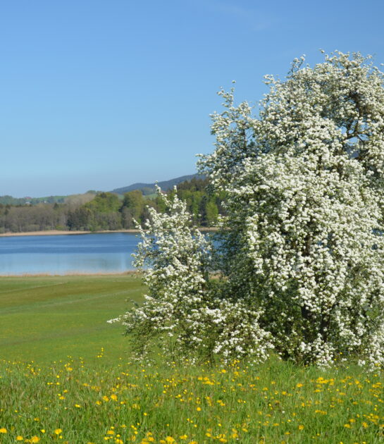 Grabensee_Frühling ©Salzburger Seenland