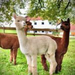 Alpaca hike Seekirchen_Manni Sid Diego 1 ©Erich Gusenbauer