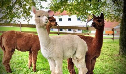 Alpaca hike