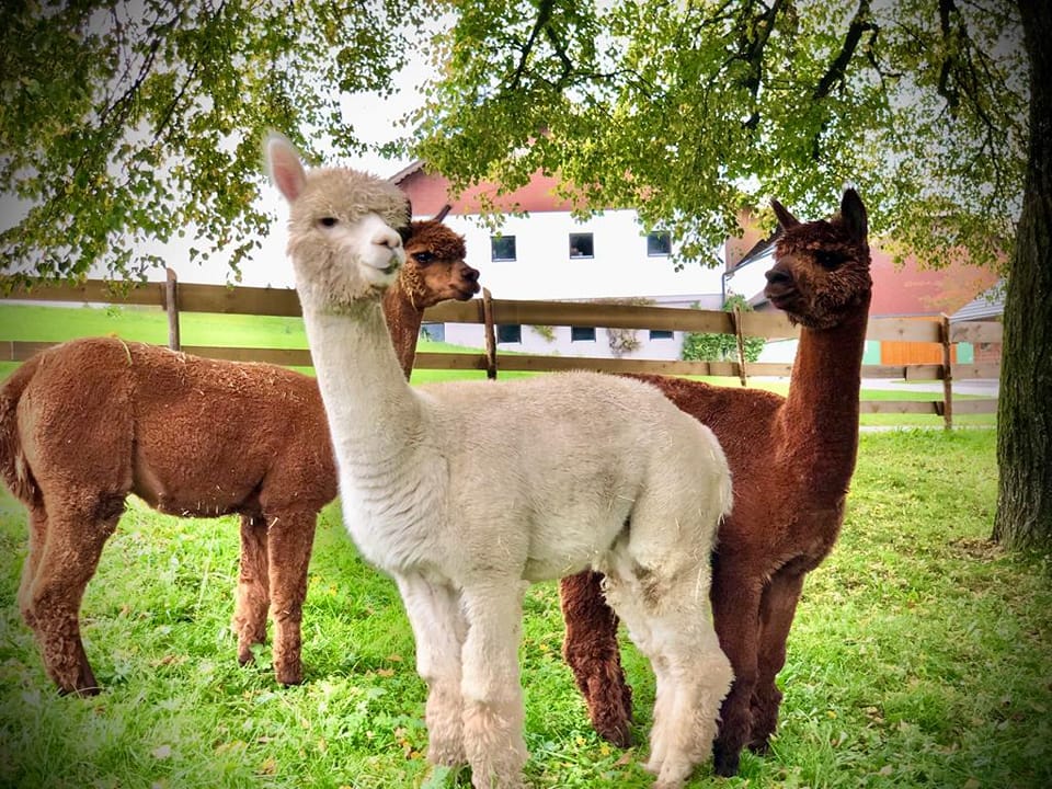 Alpaca experiences - Salzburg Seenland