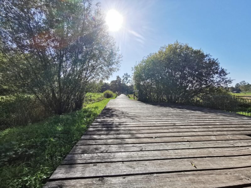 Wooden plank path at the Seekirchen nature trail