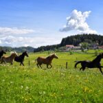 SalzburgerSeenland_Aiderbichl_Sommer Pferde (C) GutAiderbichl
