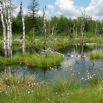Köstendorf_WengerMoor (C)MR