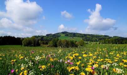 Naturpark Buchberg