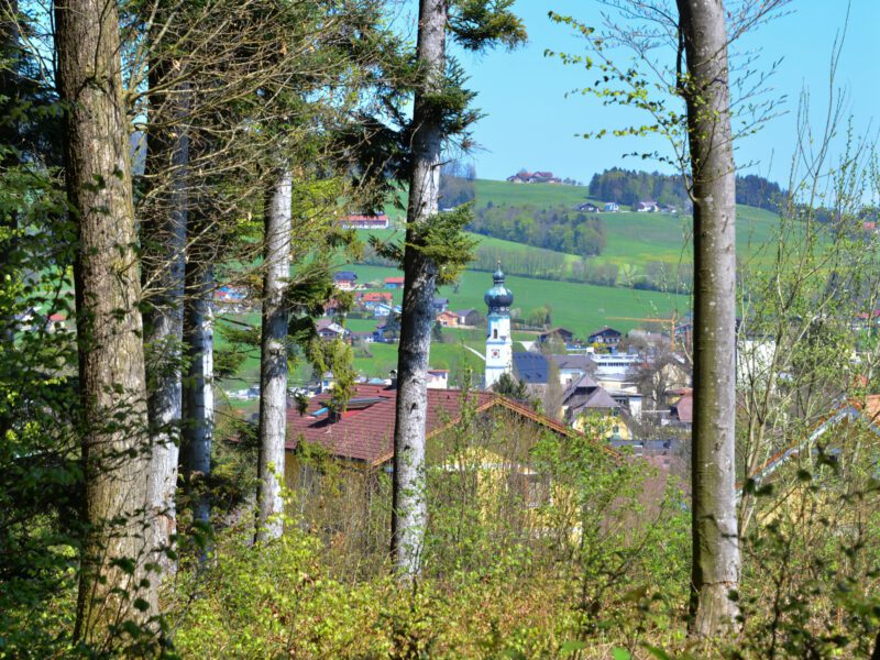 SalzburgerSeenland_Obertrum_WaldWissensWeg__1_