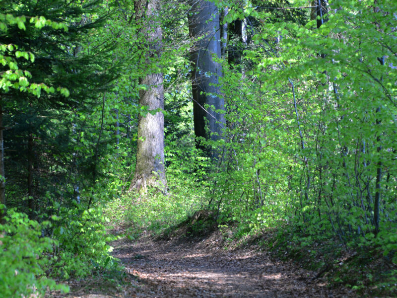 Obertrum_WaldWissensWeg (4) Forest trail