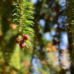 (C) TVB Obertrum_WaldWissensWeg (7)