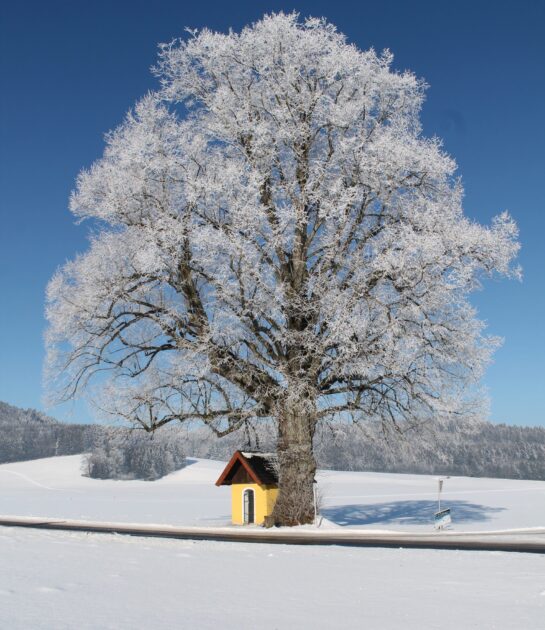 Köstendor tree idyll in winter